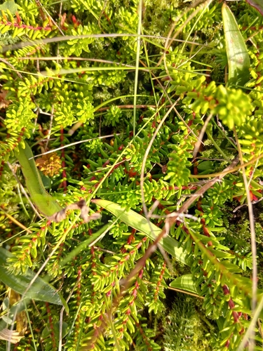 black crowberry