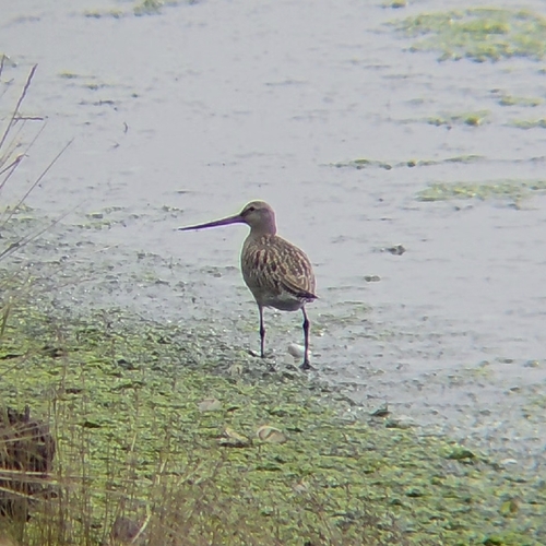 Bar-tailed Godwit