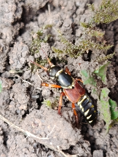 Staphylinus caesareus