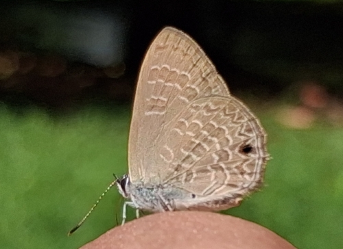 Common Ciliate Blue