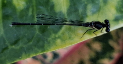 Marsh Dancer