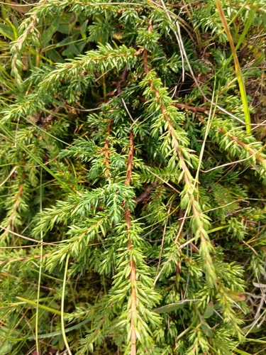 common juniper