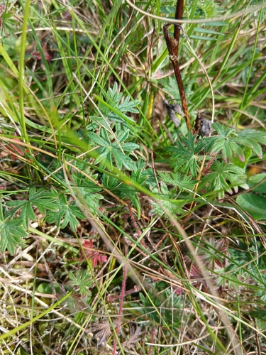 Bloody Crane's-bill
