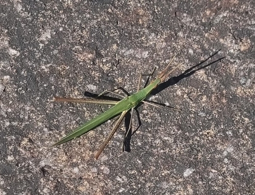 Acrida ungarica mediterranea