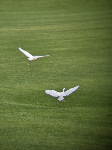 Little Egret
