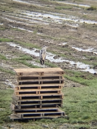 Grey Heron