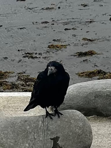Rook