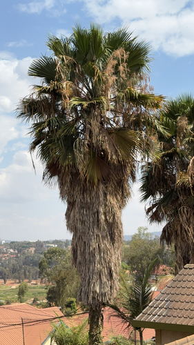 Mexican Fan Palm