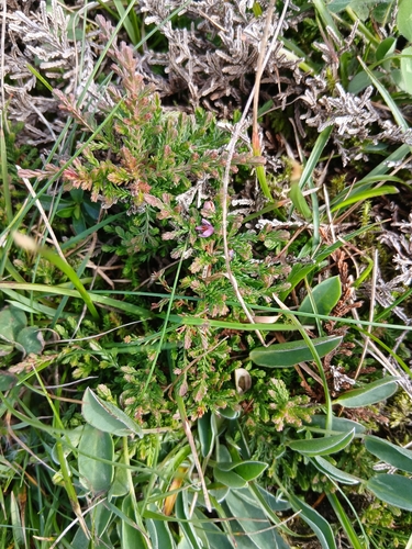 common heather