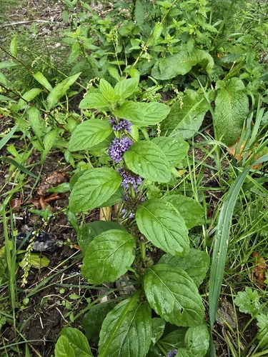 corn mint