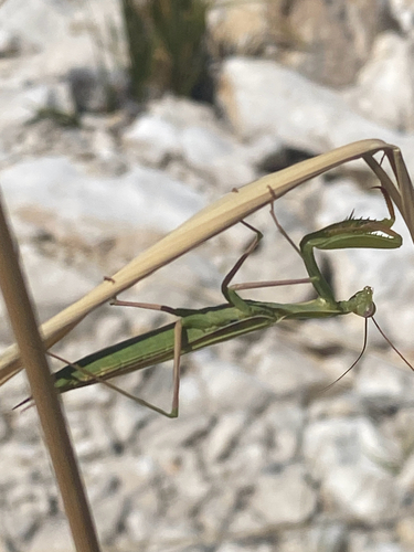 European Mantis