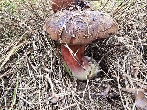 Dotted Stem Bolete