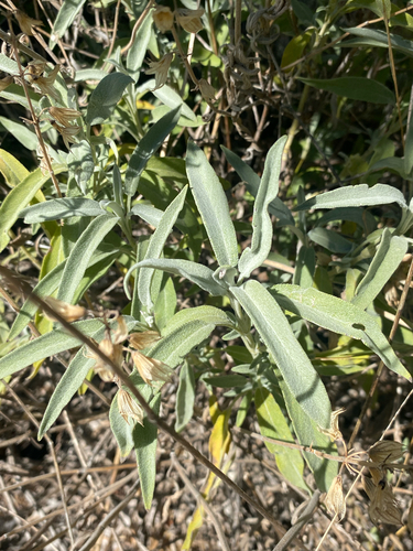 garden sage