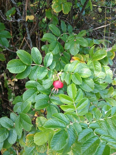 rugosa rose