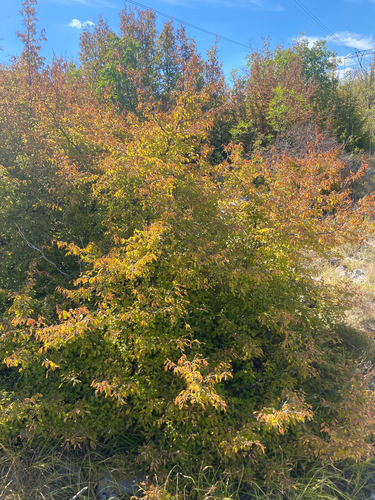 Eastern Hornbeam