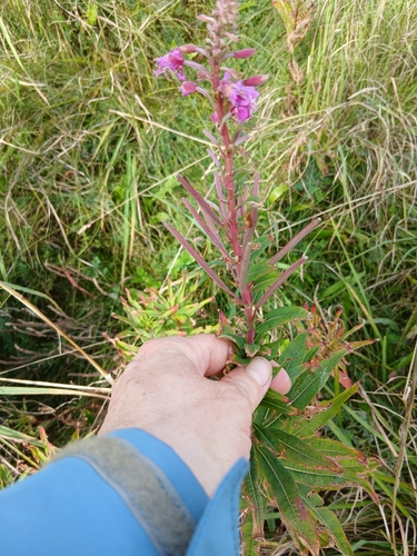 fireweed