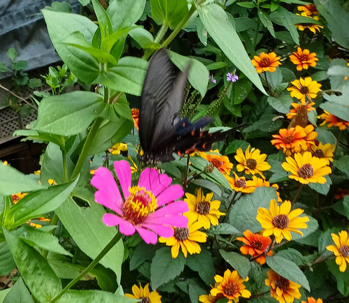 Long-tail Spangle Swallowtail