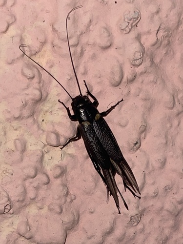 Southern Field Cricket