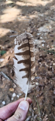Tawny Owl