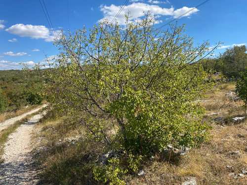 St Lucie Cherry