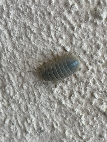 Heller's Isopod