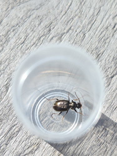 Hairy-horned Springtail-hunter