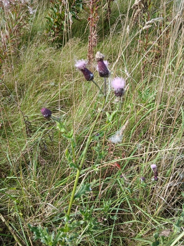 creeping thistle