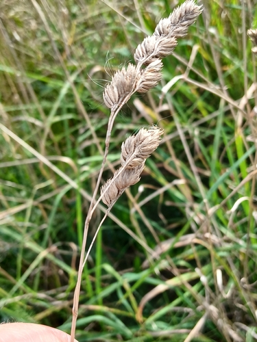 orchard grass