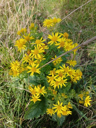 ragwort