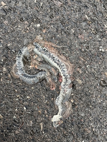 grass snake