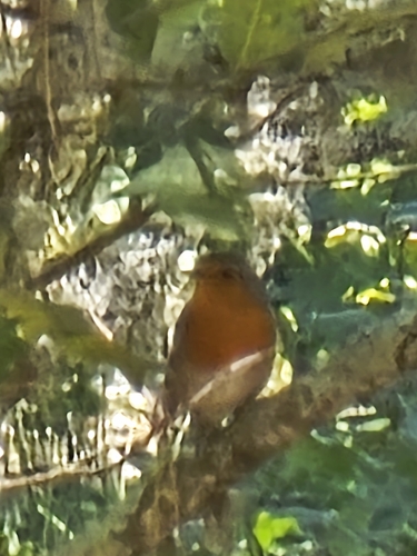 European Robin