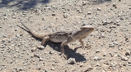 Eastern Bearded Dragon