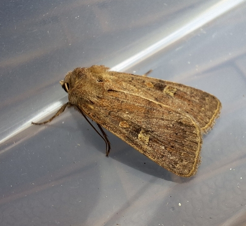 Square-spot Rustic