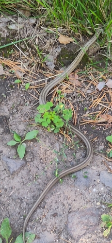 Smooth Snake