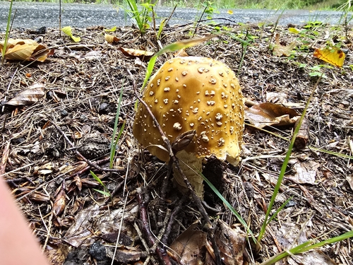 Royal fly agaric