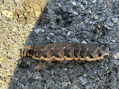 Convolvulus Hawkmoth