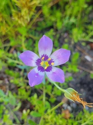 catchfly prairie gentian