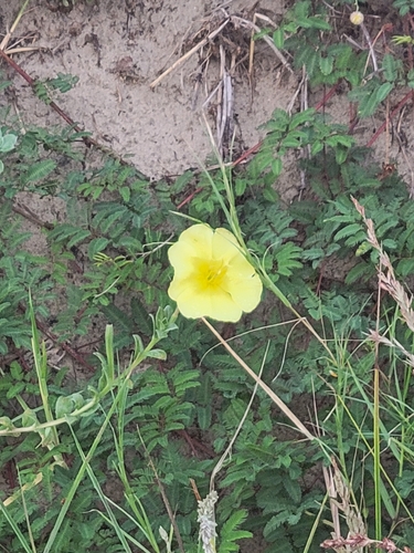 beach evening-primrose