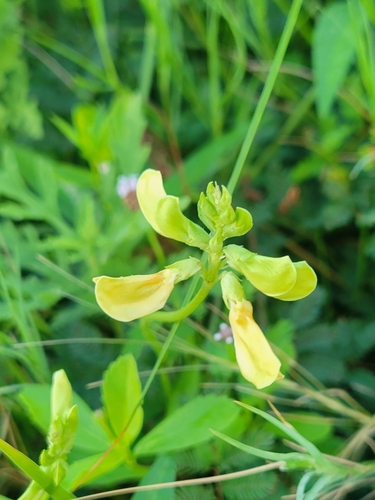 Wild Cowpea