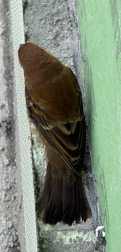 Blue Grosbeak