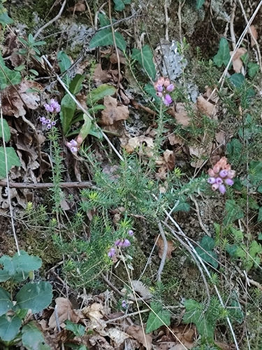Bell Heather