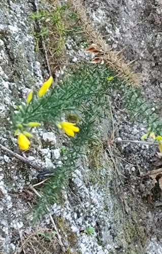 Dwarf Gorse