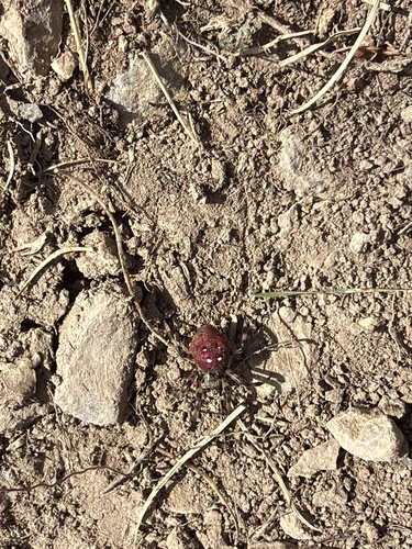 Four-spot Orbweaver