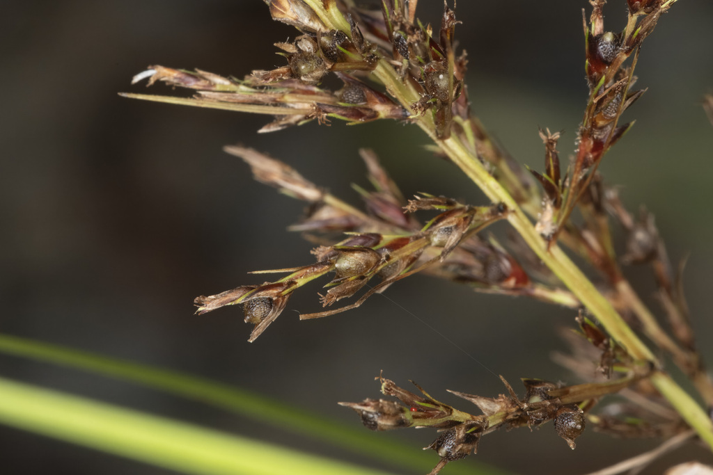 Scleria purpurascens (Scleria purpurascens)