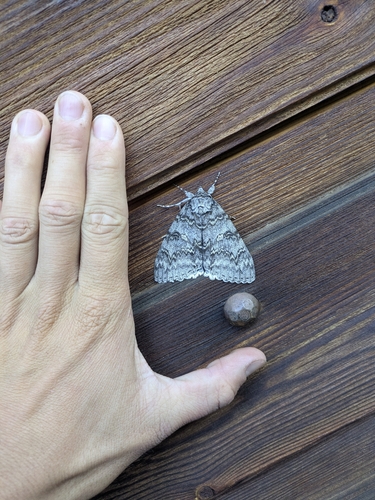 Blue Underwing