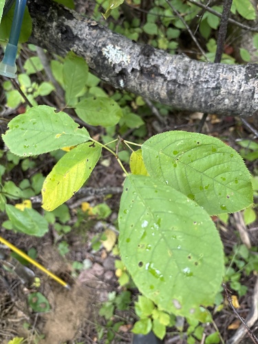 chokecherry