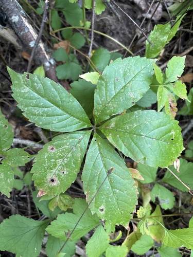 Virginia creeper