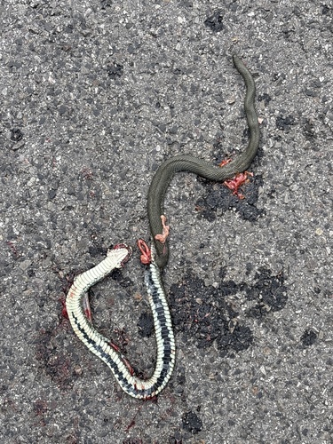 grass snake