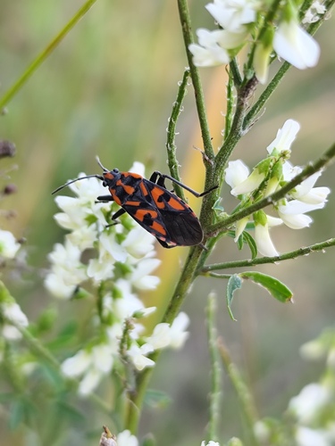 Spilostethus saxatilis