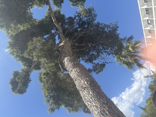 Aleppo pine